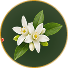 Orange Blossom