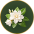 Jasmine
