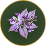 Patchouli