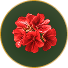Geranium 
