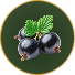 Black Currant