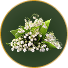 Lily of the Valley